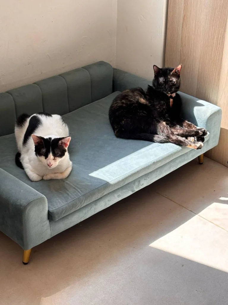 WhatsApp Image 2025-05-27 at 21.35.25 (1)