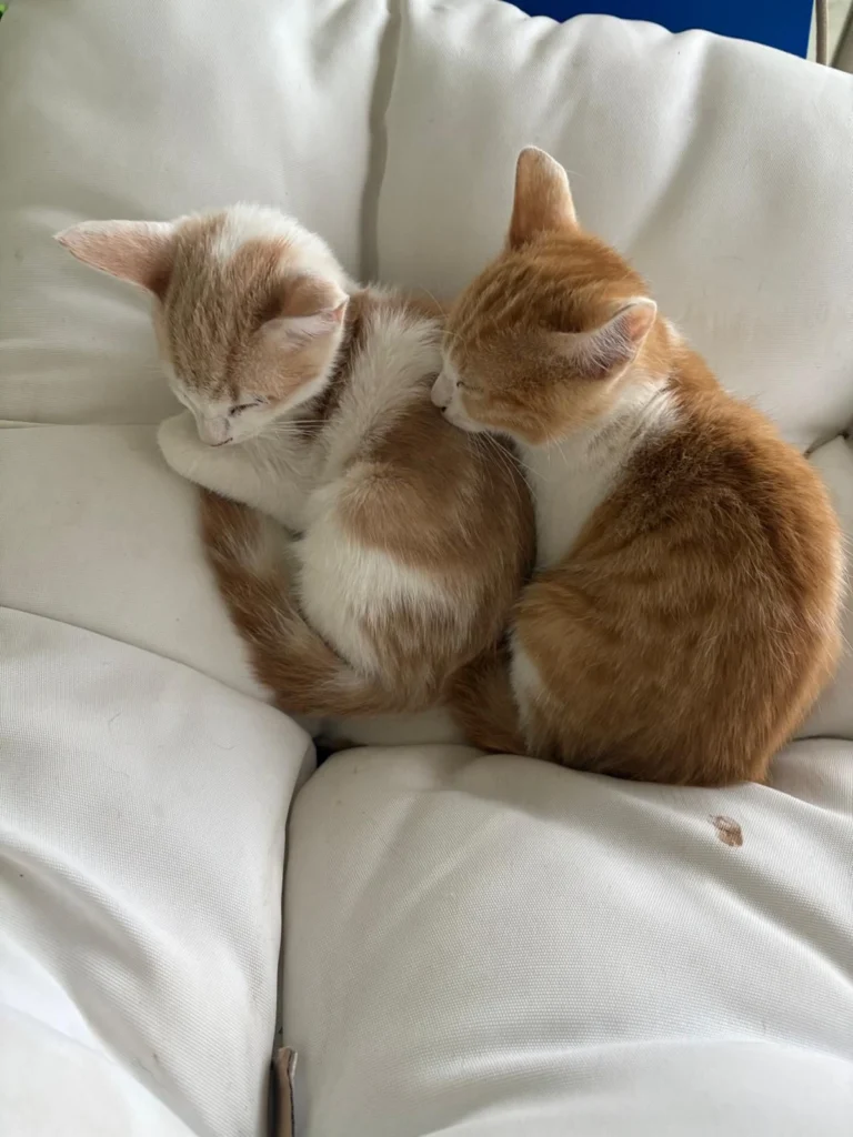 WhatsApp Image 2025-05-27 at 21.35.26 (2)