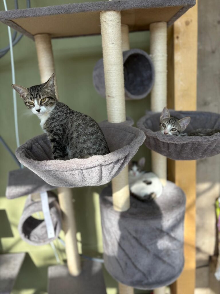 WhatsApp Image 2025-05-27 at 21.35.28 (1)